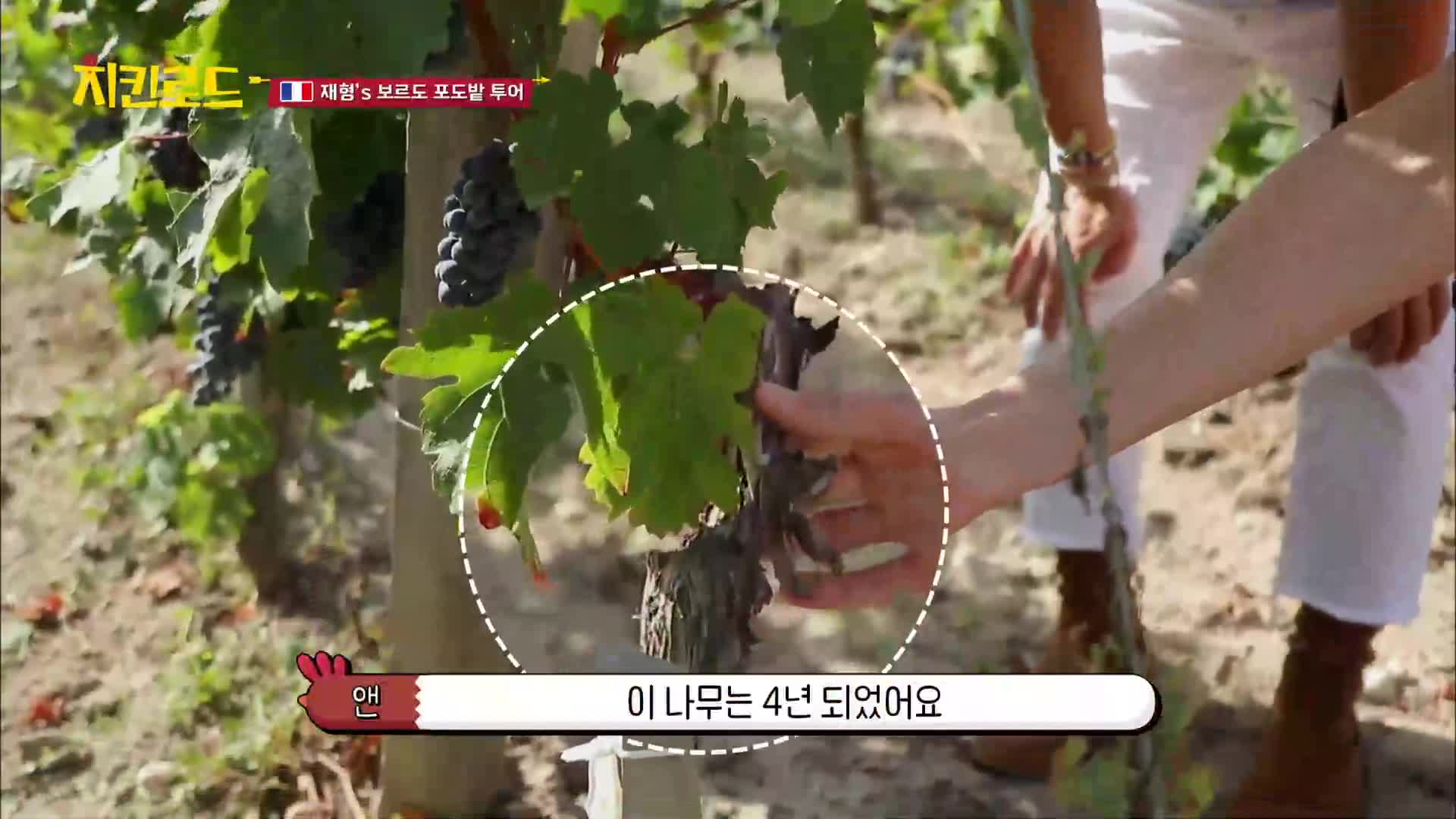 닭학다식 견문록 치킨로드 5