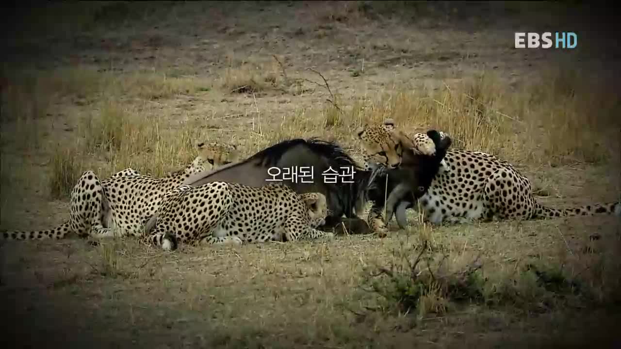 통증, 본능