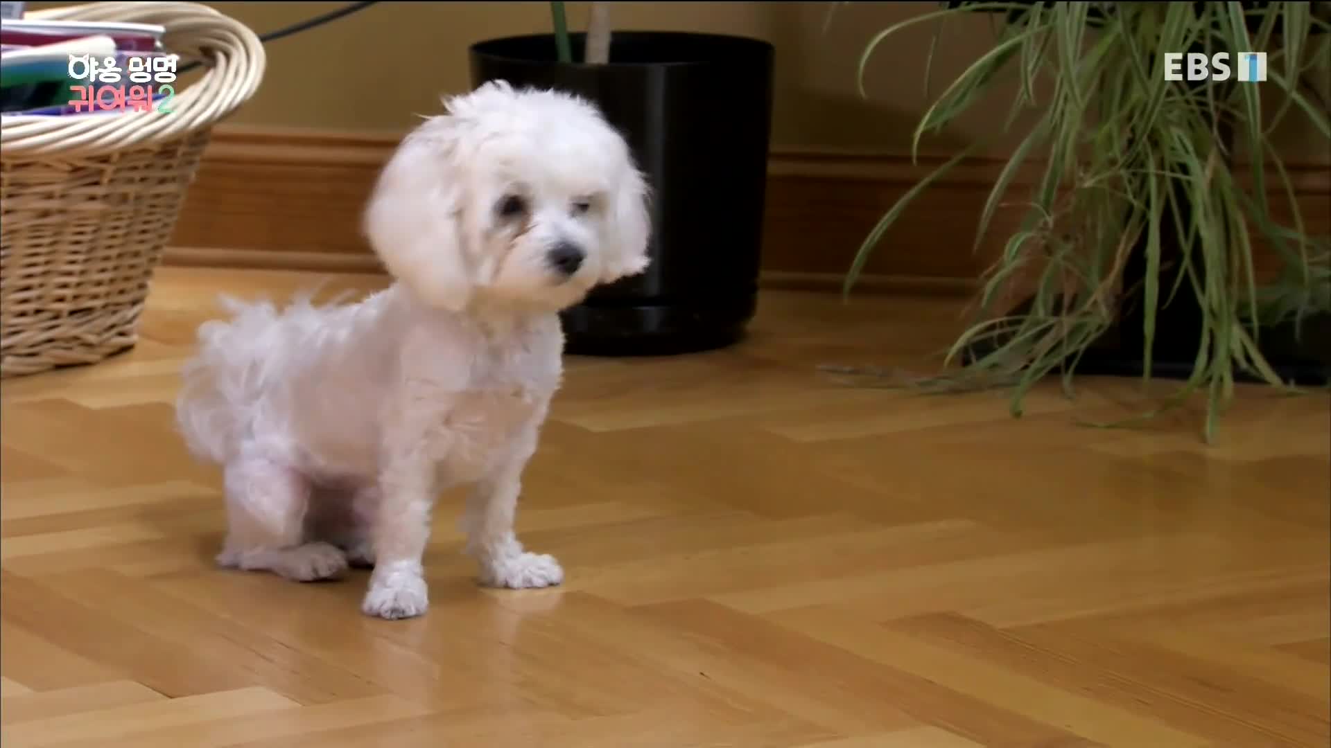 멍멍 귀여워2 - 엄마 아빠가 처음이라뭐가 되고 싶어 E15 200117 1080p WANNA