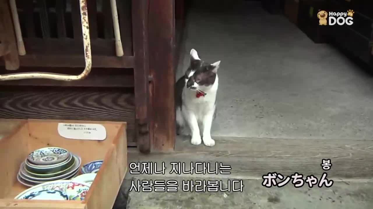 고양이 드라마 5